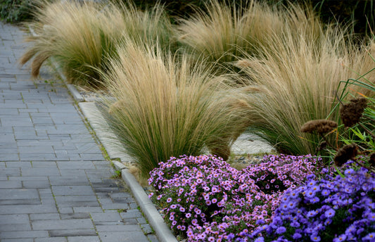 Stipa tenuissima 'Ponytails' 9cm/3L