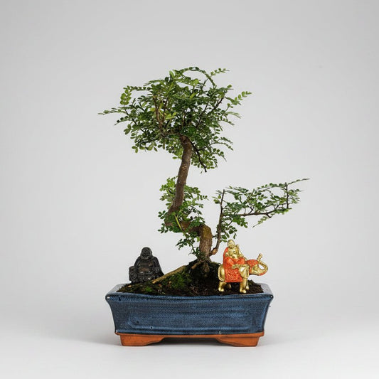 Chinese Pepper (Zanthoxylum Pipertum) Bonsai Tree | Shaped | In 25cm Pot | Luxury Home Accessories | Heulog Glow