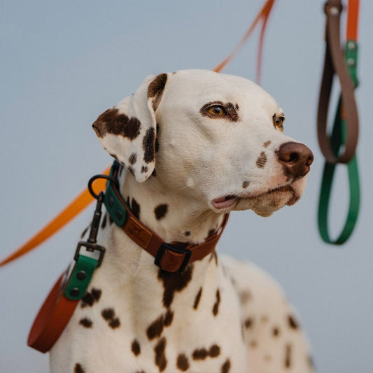 Dog Collar Traction Rope Retro | Luxury Home Accessories | Heulog Glow