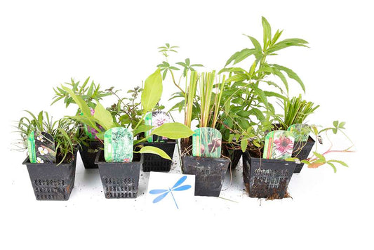 Lincolnshire Pond Plants dragonflies & damselflies Marginal 8 Pack Potted -DD802