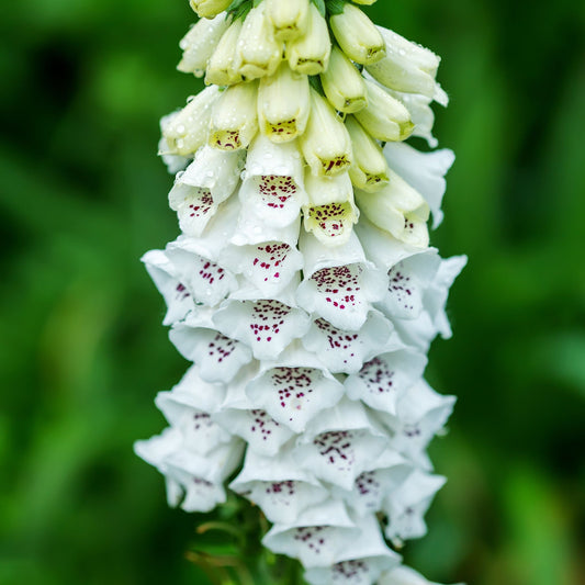 Digitalis purpurea albiflora 9cm