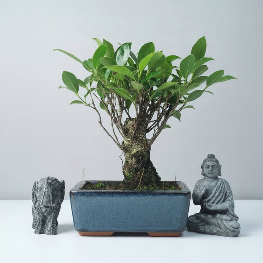Ficus Microcarpa (Banyan Fig) Indoor Bonsai Tree | Broom | In 15cm Pot | Luxury Home Accessories | Heulog Glow