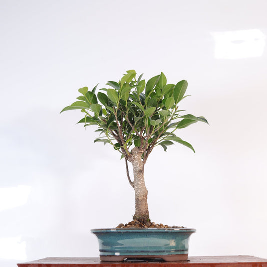 Ficus Microcarpa (Banyan Fig) Indoor Bonsai Tree | Broom | In 16cm Pot | Excellent Gift | Luxury Home Accessories | Heulog Glow