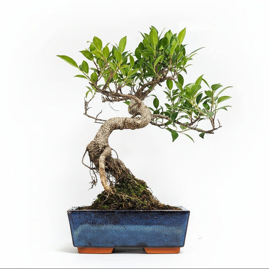 Ficus Microcarpa (Banyan Fig) Indoor Bonsai Tree | Shaped | In 20cm Pot | Luxury Home Accessories | Heulog Glow