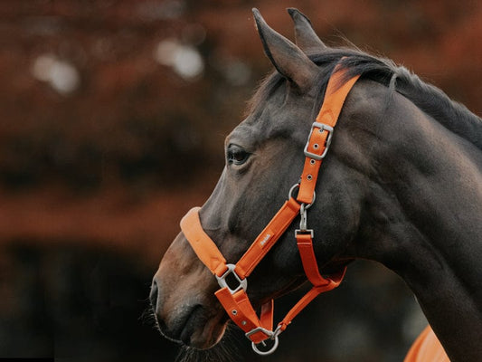Fleece Padded Head Collar - Orange | Luxury Home Accessories | Heulog Glow
