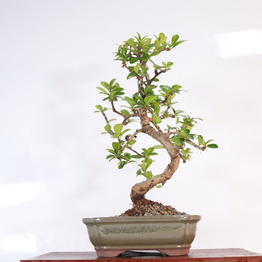 Fukien Tea Tree (Carmona Retusa) Bonsai Tree | Shaped | In 18cm Pot | Wonderful Gift | Luxury Home Accessories | Heulog Glow