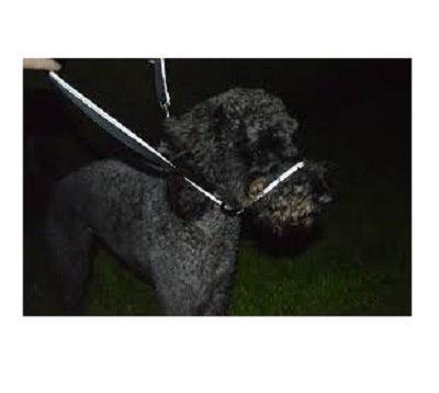 Gencon All In1 Clip to Collar Left Refl | Luxury Home Accessories | Heulog Glow