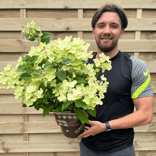 Hydrangea paniculata Switch 'Ophelia' 3L