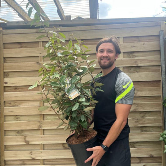 Elaeagnus x ebbingei Compacta.