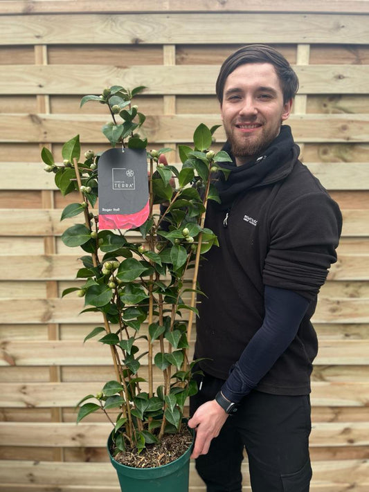 Camellia 'Roger Hall' 1L / 3L (100cm