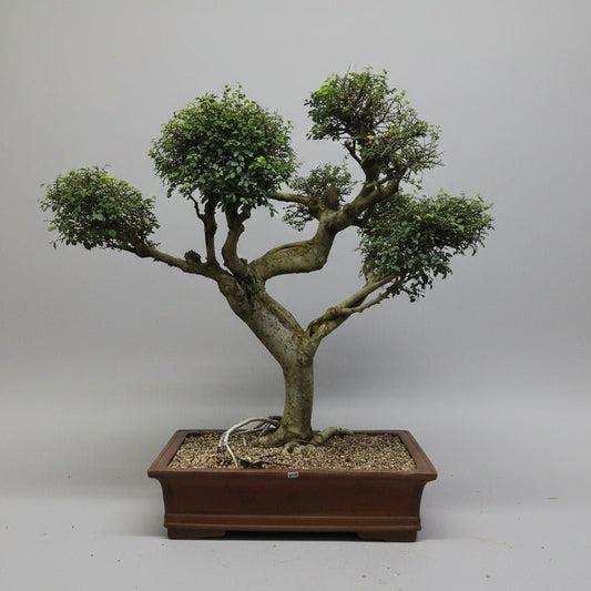 Large Chinese Elm (Ulmus Parvifolia) Bonsai Tree | Shaped Style | Height 100cm | In 60cm Pot | Luxury Home Accessories | Heulog Glow