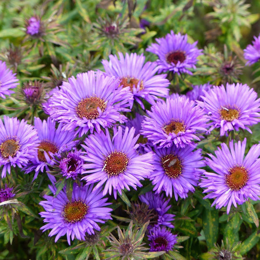 Aster novi-belgii 'Lady in Blue' 1L