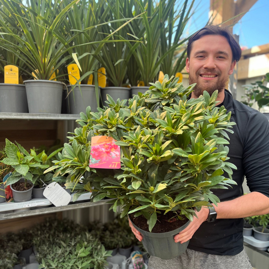 Rhododendron hybride 'Scyphocalix' 5L (60-70cm inc. pot)