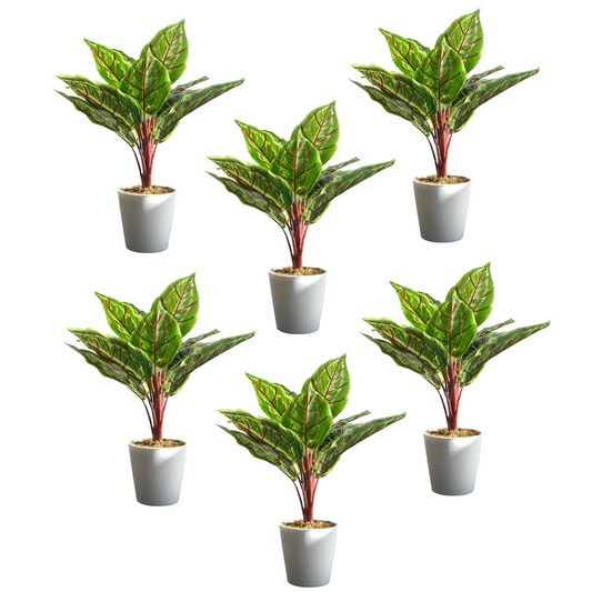Pack of 6 x 38cm Potted Calathea Veitchiane