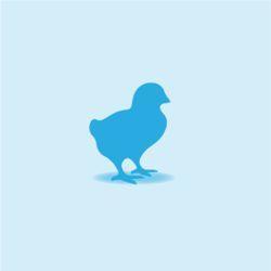 Monkfield Chicks - Day Old - 10kg | Luxury Home Accessories | Heulog Glow