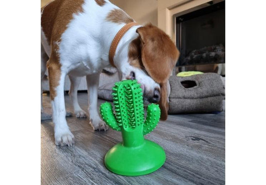 Orva Cactus Toothbrush CLEARANCE | Luxury Home Accessories | Heulog Glow