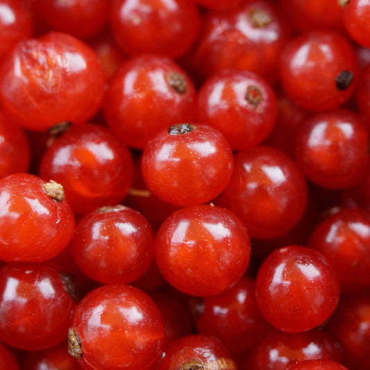 Red currant bush 'Jonkheer van Tets' 2L / 4L