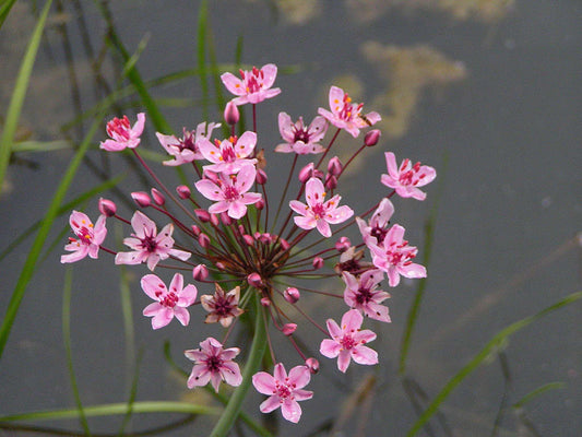 Butomus umbellatus (Bargain)