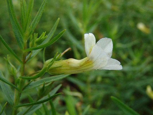 Gratiola officinalis