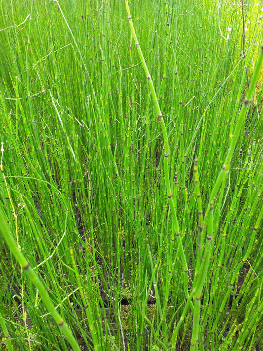 Equisetum hyemale (Bargain)