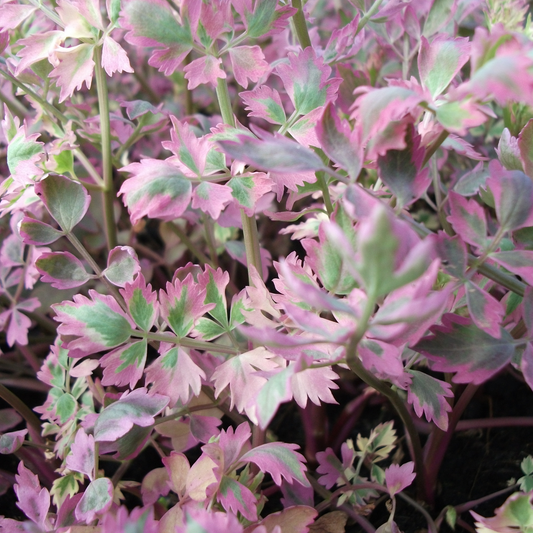 Oenanthe javanica 'Flamingo'