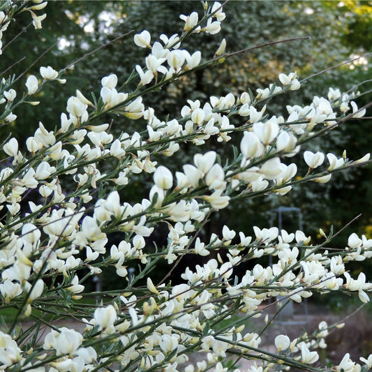 Cytisus (Broom) - 'White Lion' 1L / 2L