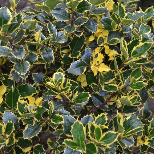 Ilex x altaclarensis 'Golden King' | Variegated Holly 2L