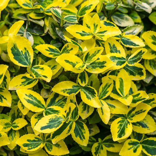 Euonymus fortunei 'Emerald n Gold' 1L