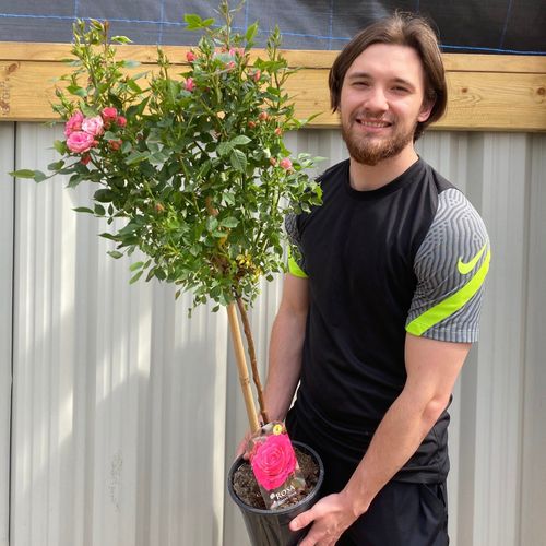 Patio Standard Rose 'Pink' 80-90cm