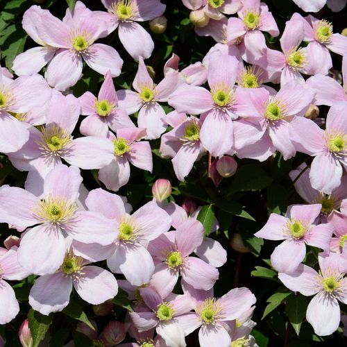 Clematis montana 'Pink Perfection' 70cm