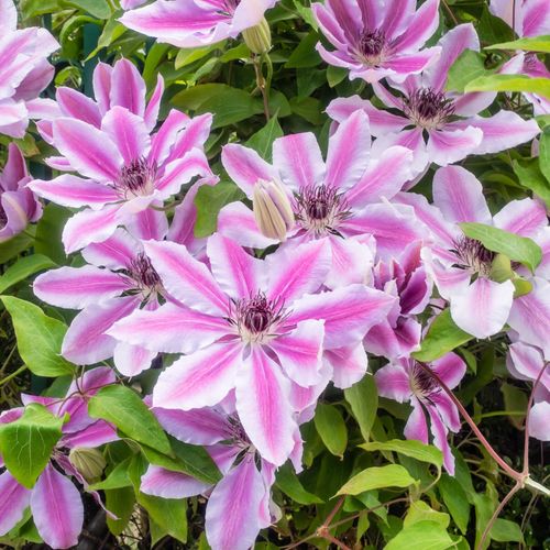 Clematis 'Nelly Moser' 50cm