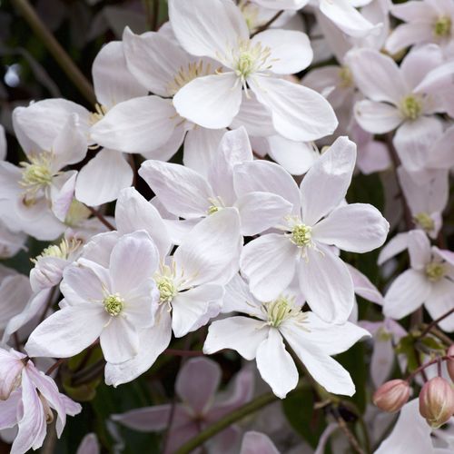 Clematis armandii 'Snowdrift' 100cm (Evergreen and Fragrant)