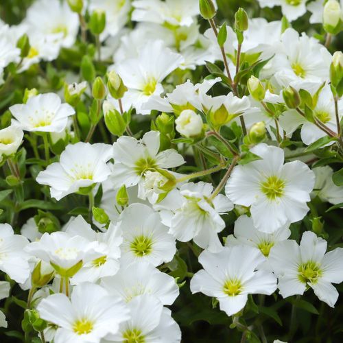 Arenaria montana 'Summer White Compact' 1.5L