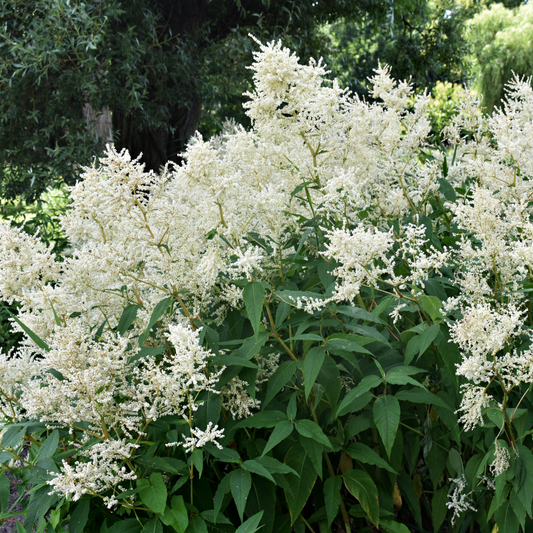 Astilbe arendsii White 9cm