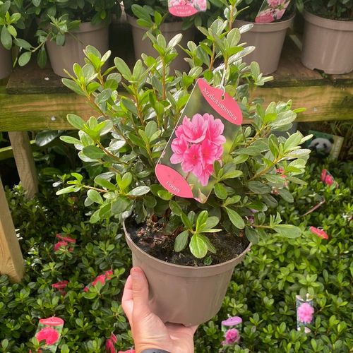 Azalea 'Conny' 2/10L