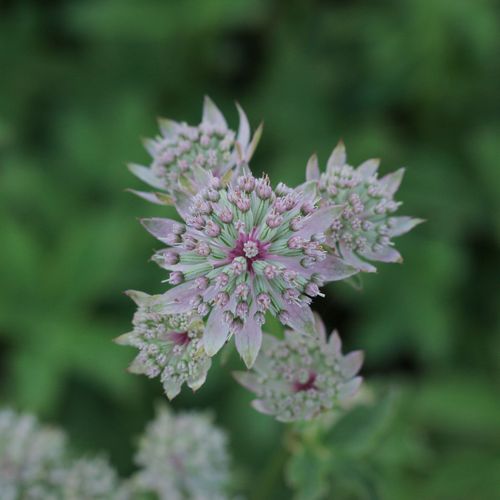 Astrantia 'Florence' 2L