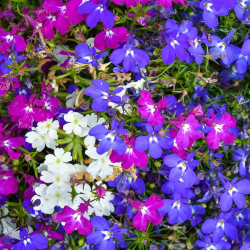 Bush Lobelia (Tray of 20)