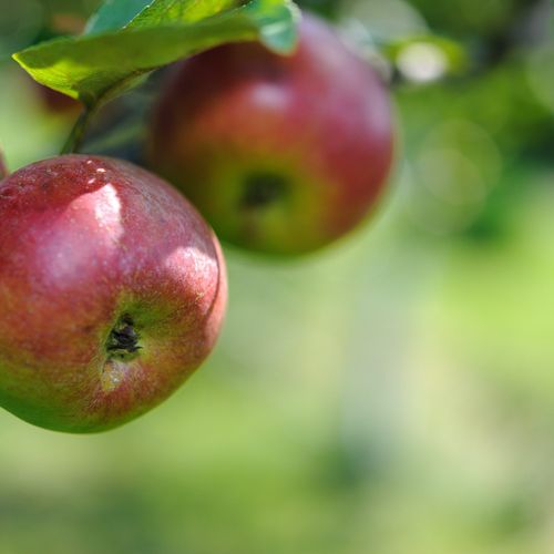 Cox's Orange Pippin Dwarf/Patio Apple Tree 1m