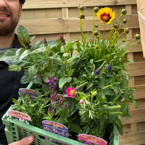 Mystery Box £45 Worth Of Plants