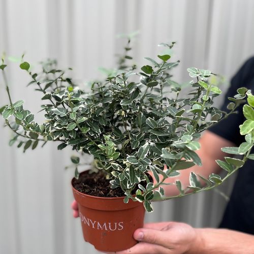 Euonymus fortunei ‘Emerald Gaiety’ 1L