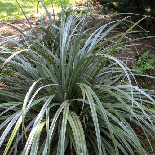 Astelia Chathamica Silver Spear 3L