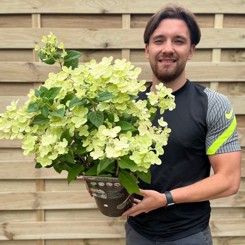 Hydrangea paniculata Switch 'Ophelia' 3L