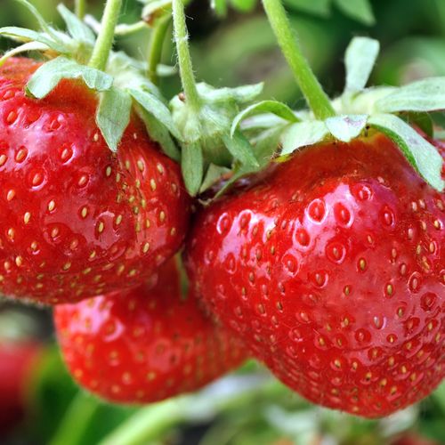 3 x Strawberry Ananassa 11cm