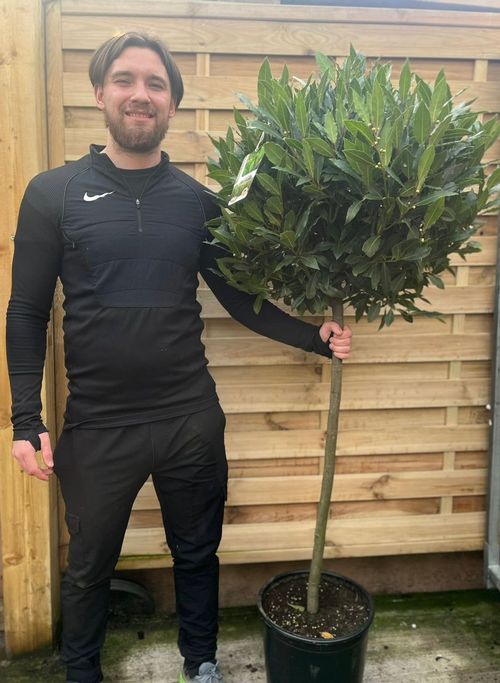 3/4 Standard Bay Tree | Laurus nobilis |170-180cm