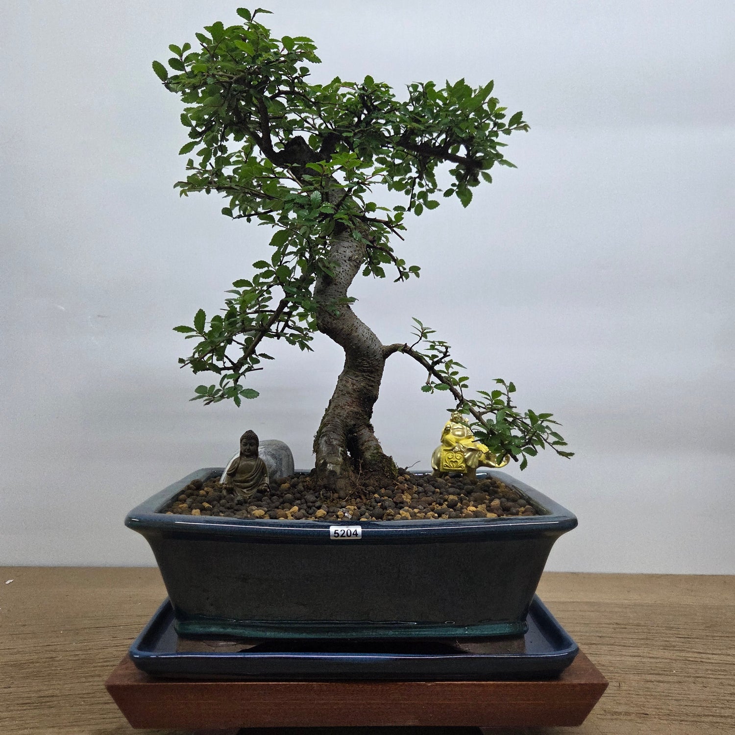 Bonsai