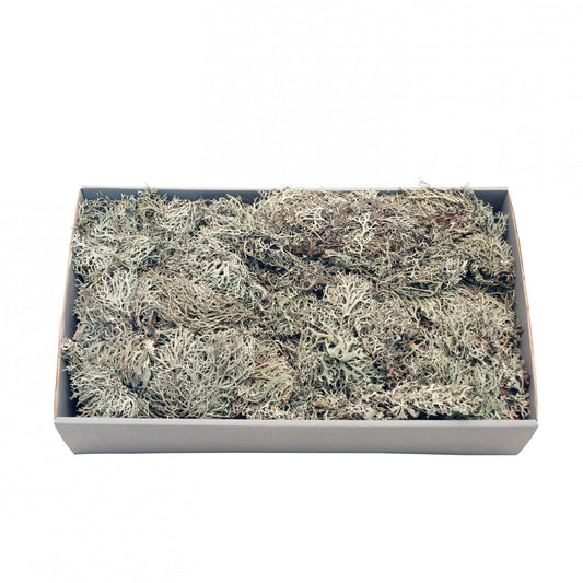 Grey Moss with Tray (500gr)