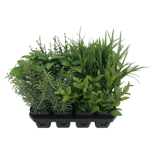 Botanica Tray of 12 Assorted Herbs