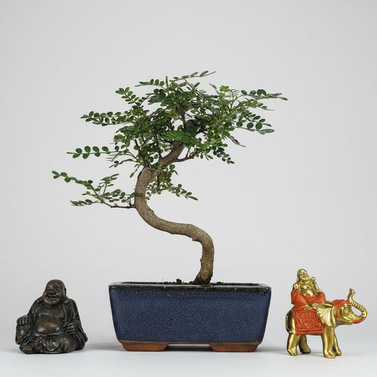 Chinese Pepper (Zanthoxylum Pipertum) Bonsai Tree | Shaped | In 15cm Pot