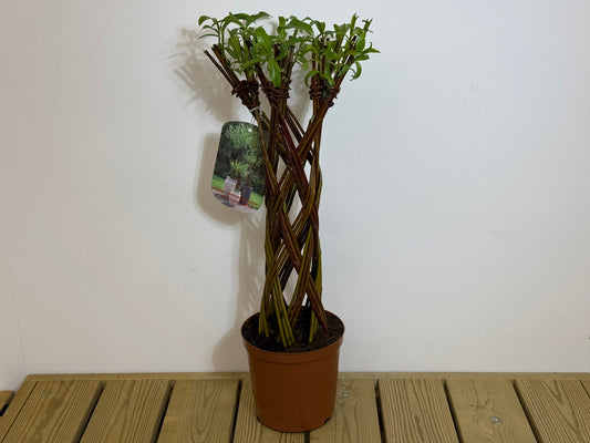 Salix Hybrid Americana Living Braided Willow Tree Sculpture 50cm, 15cm pot (50-07)
