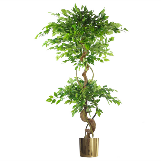 Japanese Fruticosa Ficus Tree Gold Planter 150cm